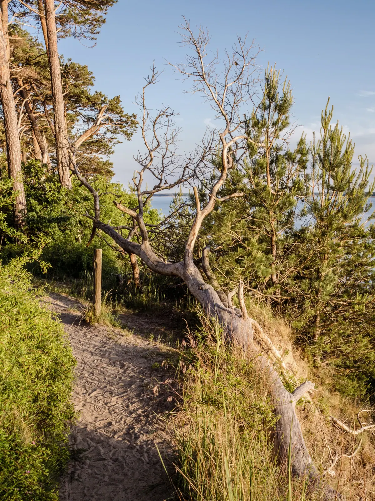 Achterwasser Ein Baum auf einem Hügel am Achterwasser auf Usedom.