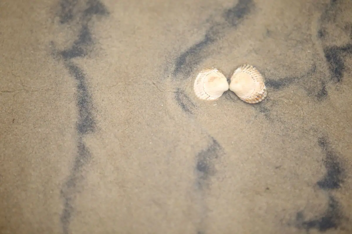 Wattenmeer Das Wattenmeer mir ein paar Muscheln auf Sand.