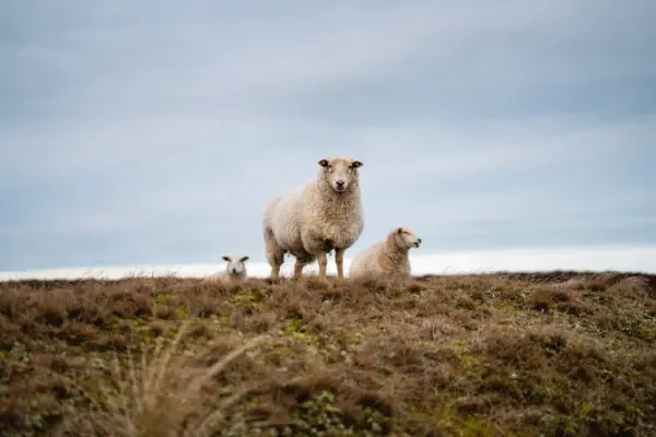 Ellenbogen auf Sylt Eine Gruppe von Schafen auf einer Wiese.