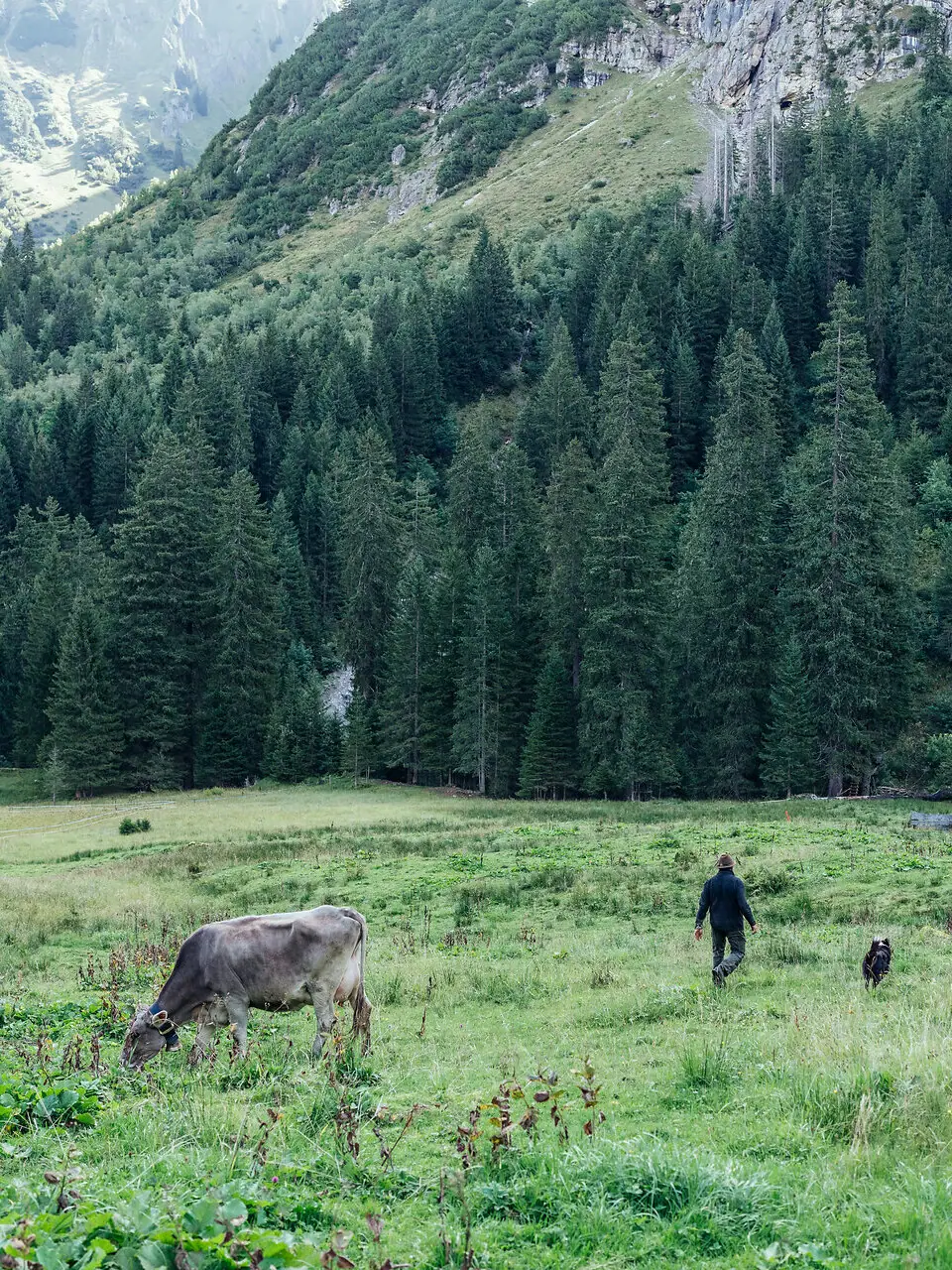 Wolfi im Bärgunttal Ein Mann und ein Hund in einem Feld mit einer Kuh im Bärgunttal.