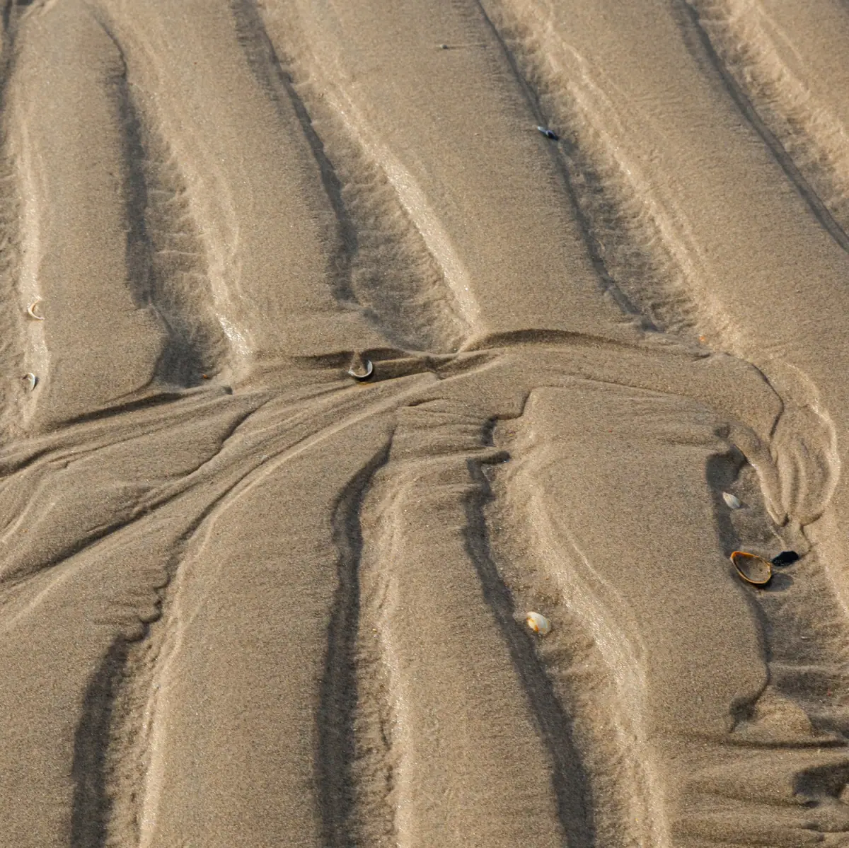 Wattenmeer Nahaufnahme vom Watt mit Muscheln.