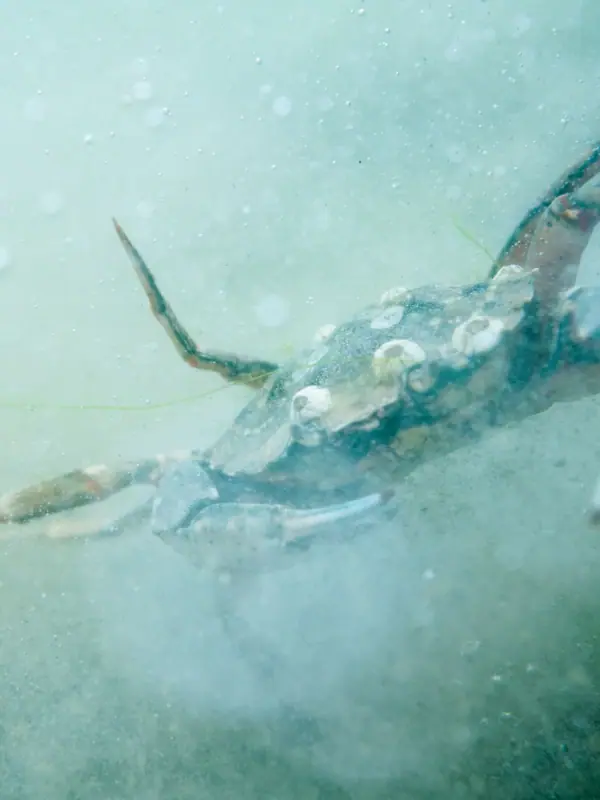 Krebs Krabbe schwimmt im Wasser