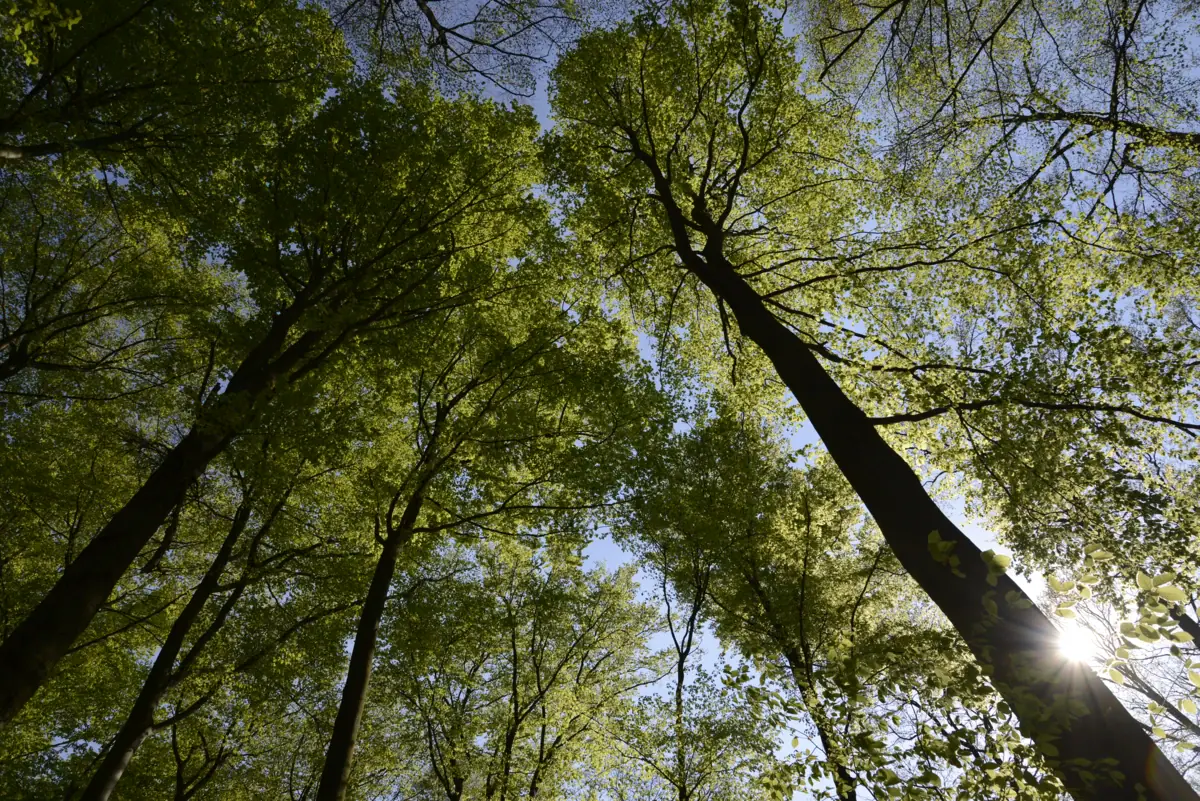 Radtour Blick nach oben auf hohe Bäume im Wald auf Usedom mit Sonnenlicht, das durch die Blätter scheint.