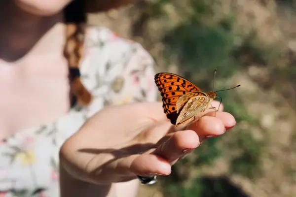 Ein Schmetterling auf der Hand eines Kindes.