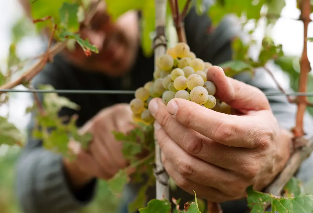 Eine Person hält eine Traube auf einem Weinberg.